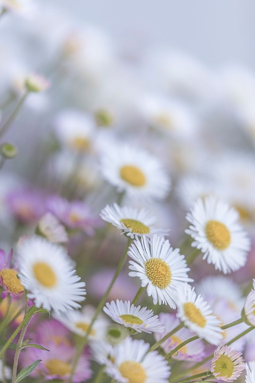 Picture of USA-WASHINGTON STATE-SEABECK SANTA BARBARA DAISIES