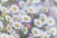 Picture of USA-WASHINGTON STATE-SEABECK SANTA BARBARA DAISIES