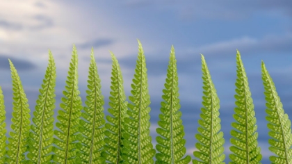 Picture of USA-WASHINGTON STATE-SEABECK FERN FOREST AGAINST SKY