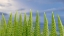 Picture of USA-WASHINGTON STATE-SEABECK FERN FOREST AGAINST SKY