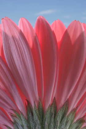 Picture of USA-WASHINGTON STATE-SEABECK UNDERSIDE CLOSE-UP OF A GERBERA DAISY