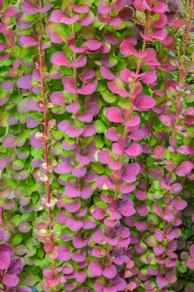 Picture of USA-WASHINGTON STATE-SEABECK BARBERRY BUSH FOLIAGE