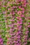 Picture of USA-WASHINGTON STATE-SEABECK BARBERRY BUSH FOLIAGE