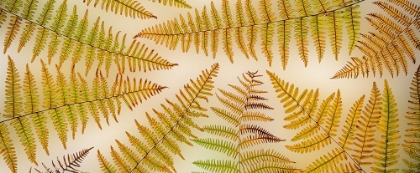 Picture of USA-WASHINGTON STATE-SEABECK PANORAMIC OF BRACKEN FERN PATTERN