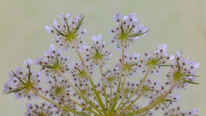 Picture of USA-WASHINGTON STATE-SEABECK CLOSE-UP OF QUEEN ANNES LACE PLANT
