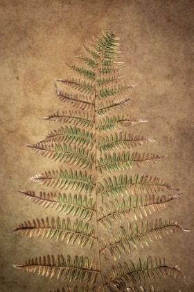 Picture of USA-WASHINGTON STATE-SEABECK CLOSE-UP OF BRACKEN FERN PATTERN