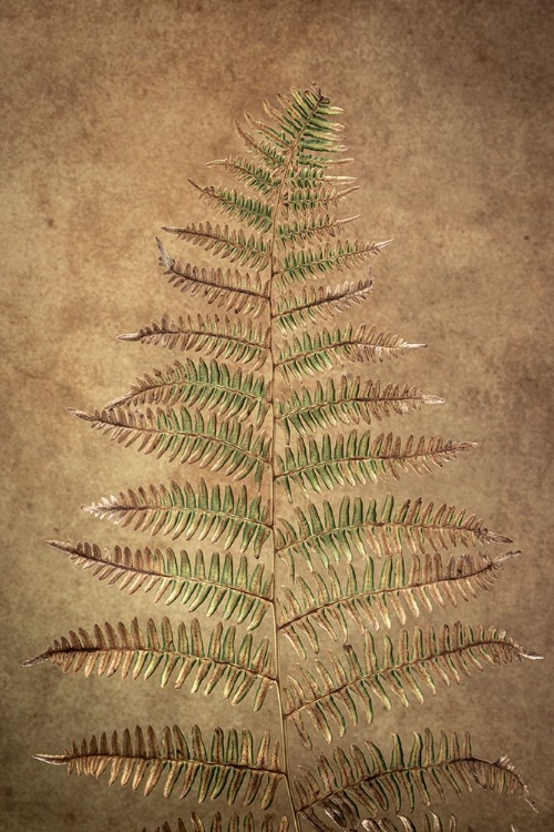 Picture of USA-WASHINGTON STATE-SEABECK CLOSE-UP OF BRACKEN FERN PATTERN