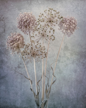 Picture of USA-WASHINGTON STATE-SEABECK ALLIUM SEED HEADS CLOSE-UP