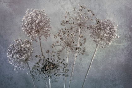 Picture of USA-WASHINGTON STATE-SEABECK UNDERWING BUTTERFLY ON ALLIUM SEED HEADS