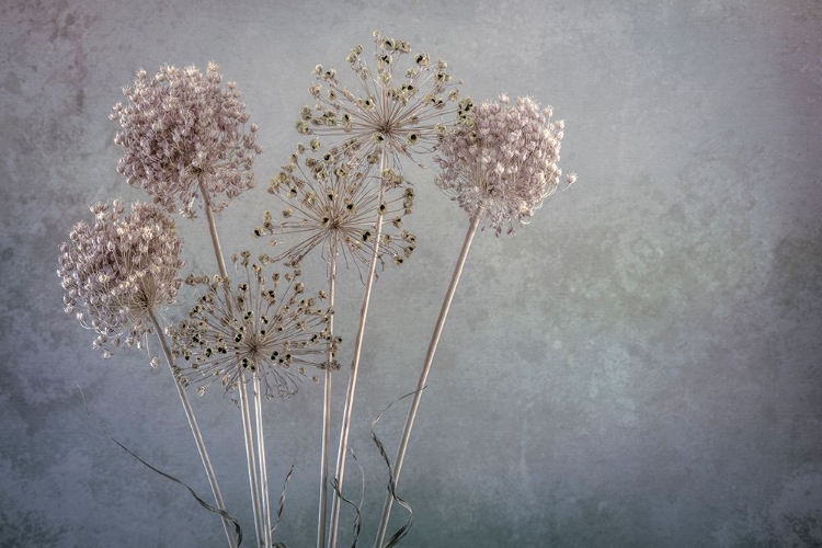 Picture of USA-WASHINGTON STATE-SEABECK ALLIUM SEED HEADS CLOSE-UP