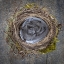 Picture of USA-WASHINGTON STATE-SEABECK CLOSE-UP OF BIRD NEST PADDED WITH FEATHERS