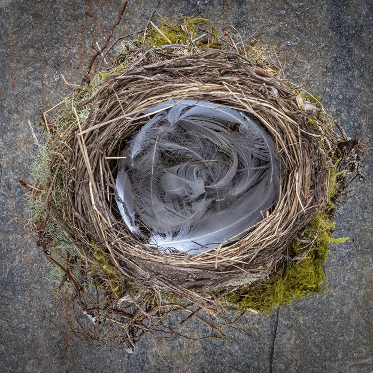 Picture of USA-WASHINGTON STATE-SEABECK CLOSE-UP OF BIRD NEST PADDED WITH FEATHERS