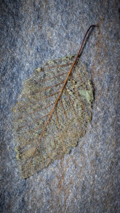 Picture of USA-WASHINGTON STATE-SEABECK SKELETONIZED ALDER LEAF ON ROCK