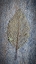 Picture of USA-WASHINGTON STATE-SEABECK SKELETONIZED ALDER LEAF ON ROCK
