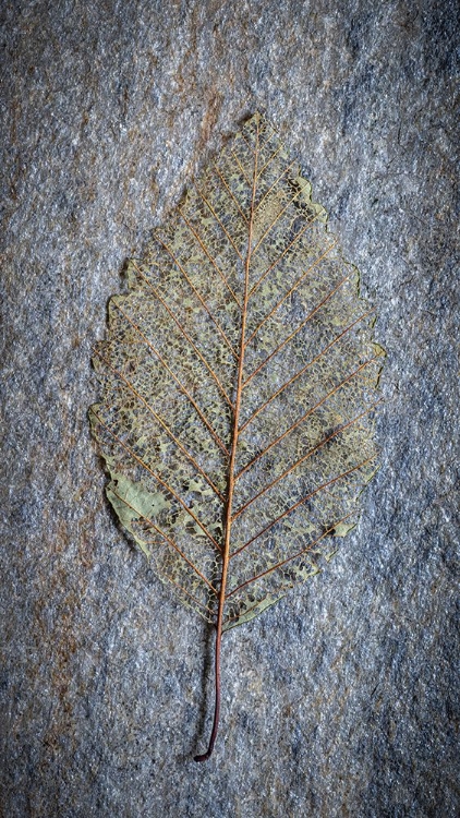 Picture of USA-WASHINGTON STATE-SEABECK SKELETONIZED ALDER LEAF ON ROCK