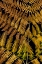 Picture of USA-WASHINGTON STATE-SEABECK CLOSE-UP OF BRACKEN FERN PATTERN