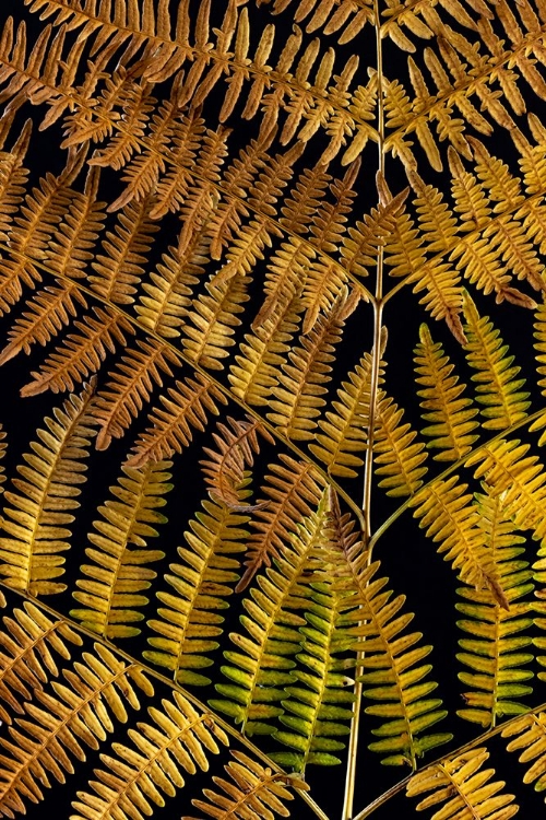 Picture of USA-WASHINGTON STATE-SEABECK CLOSE-UP OF BRACKEN FERN PATTERN