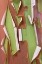 Picture of USA-WASHINGTON STATE-SEABECK PEELING MADRONE TREE BARK