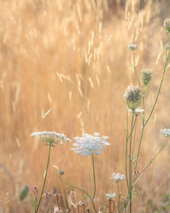 Picture of USA-WASHINGTON STATE-DEWATTO QUEEN ANNES LACE IN SUMMER AND DRIED GRASSES