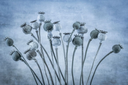 Picture of USA-WASHINGTON STATE-SEABECK POPPIES GONE TO SEED