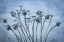 Picture of USA-WASHINGTON STATE-SEABECK POPPIES GONE TO SEED