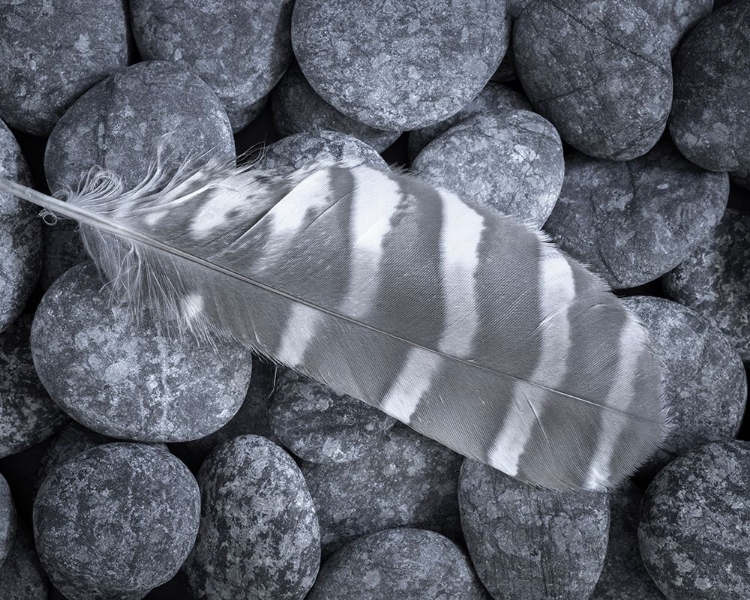 Picture of USA-WASHINGTON STATE-SEABECK RAPTOR FEATHER ON ROCKS