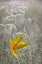 Picture of USA-WASHINGTON STATE-SEABECK AUTUMN BIGLEAF MAPLE LEAF CAUGHT IN GRASSES