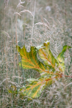 Picture of USA-WASHINGTON STATE-SEABECK AUTUMN BIGLEAF MAPLE LEAF CAUGHT IN GRASSES