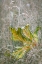 Picture of USA-WASHINGTON STATE-SEABECK AUTUMN BIGLEAF MAPLE LEAF CAUGHT IN GRASSES