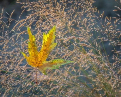 Picture of USA-WASHINGTON STATE-SEABECK AUTUMN BIGLEAF MAPLE LEAF CAUGHT IN GRASSES