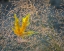 Picture of USA-WASHINGTON STATE-SEABECK AUTUMN BIGLEAF MAPLE LEAF CAUGHT IN GRASSES