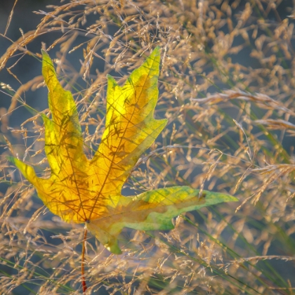 Picture of USA-WASHINGTON STATE-SEABECK AUTUMN BIGLEAF MAPLE LEAF CAUGHT IN GRASSES