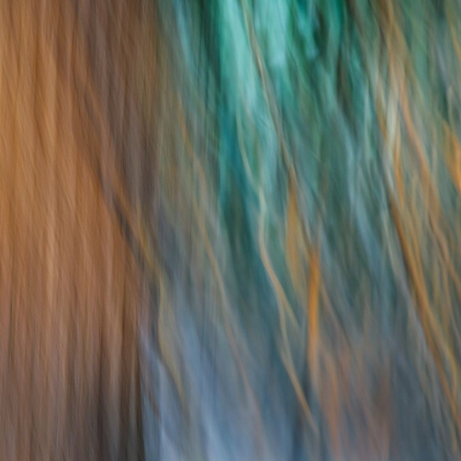 Picture of USA-WASHINGTON STATE-SEABECK ABSTRACT OF TREE TRUNK AND LIMBS