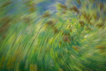 Picture of USA-WASHINGTON STATE-SEABECK ABSTRACT OF TANSY PLANT