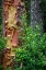 Picture of USA-WASHINGTON STATE-SEABECK PEELING MADRONE TREE BARK AND BUSH