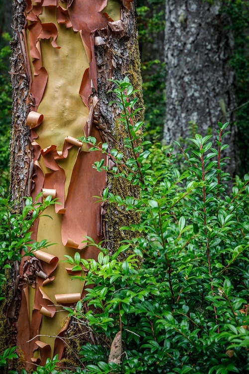 Picture of USA-WASHINGTON STATE-SEABECK PEELING MADRONE TREE BARK AND BUSH