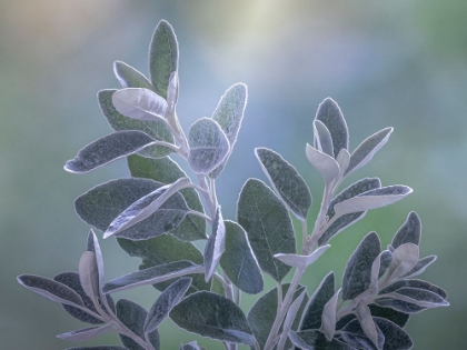 Picture of USA-WASHINGTON STATE-SEABECK SENECIO LEAVES CLOSE-UP