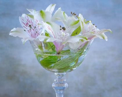 Picture of USA-WASHINGTON STATE-SEABECK ALSTROEMERIA BLOSSOMS IN VASE