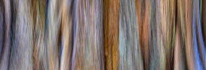 Picture of USA-WASHINGTON STATE-SEABECK PANORAMIC ABSTRACT OF TREE TRUNK AND LIMBS