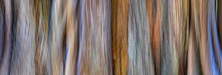 Picture of USA-WASHINGTON STATE-SEABECK PANORAMIC ABSTRACT OF TREE TRUNK AND LIMBS