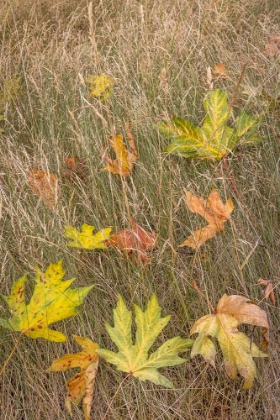 Picture of USA-WASHINGTON STATE-SEABECK AUTUMN BIGLEAF MAPLE LEAVES CAUGHT IN GRASSES