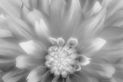Picture of USA-WASHINGTON STATE-SEABECK DAHLIA CLOSE-UP IN BLACK AND WHITE