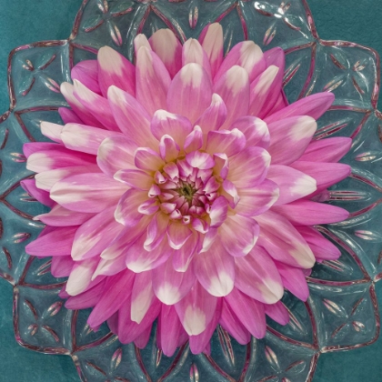 Picture of USA-WASHINGTON STATE-SEABECK PINK DAHLIA IN CRYSTAL BOWL