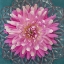 Picture of USA-WASHINGTON STATE-SEABECK PINK DAHLIA IN CRYSTAL BOWL