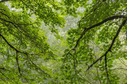 Picture of USA-WASHINGTON STATE-SEABECK BIGLEAF MAPLE TREES IN ANDERSON LANDING COUNTY PARK