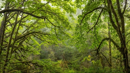 Picture of USA-WASHINGTON STATE-SEABECK BIGLEAF MAPLE TREES IN ANDERSON LANDING COUNTY PARK