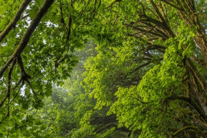 Picture of USA-WASHINGTON STATE-SEABECK BIGLEAF MAPLE TREES IN ANDERSON LANDING COUNTY PARK