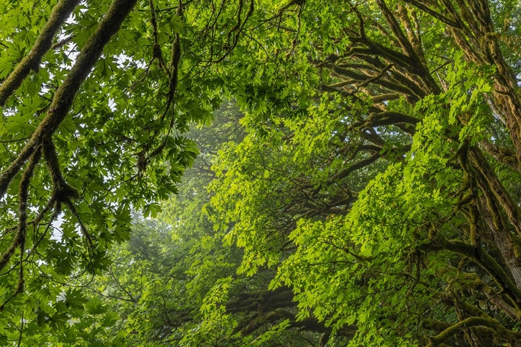 Picture of USA-WASHINGTON STATE-SEABECK BIGLEAF MAPLE TREES IN ANDERSON LANDING COUNTY PARK