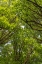 Picture of USA-WASHINGTON STATE-SEABECK BIGLEAF MAPLE TREES IN ANDERSON LANDING COUNTY PARK