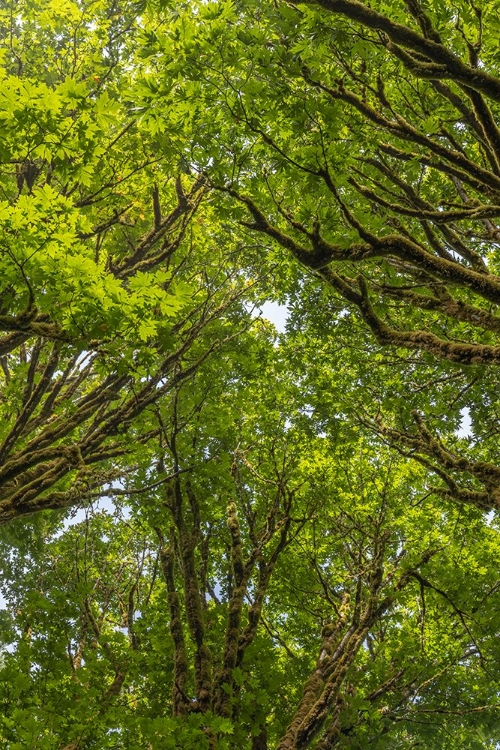 Picture of USA-WASHINGTON STATE-SEABECK BIGLEAF MAPLE TREES IN ANDERSON LANDING COUNTY PARK